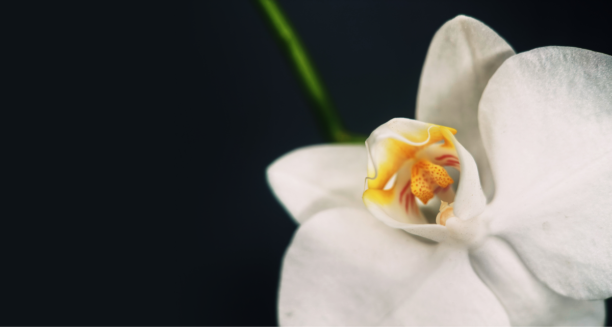 Which Moment Macro Lens Is Right for You? Macro 10x vs. 75mm