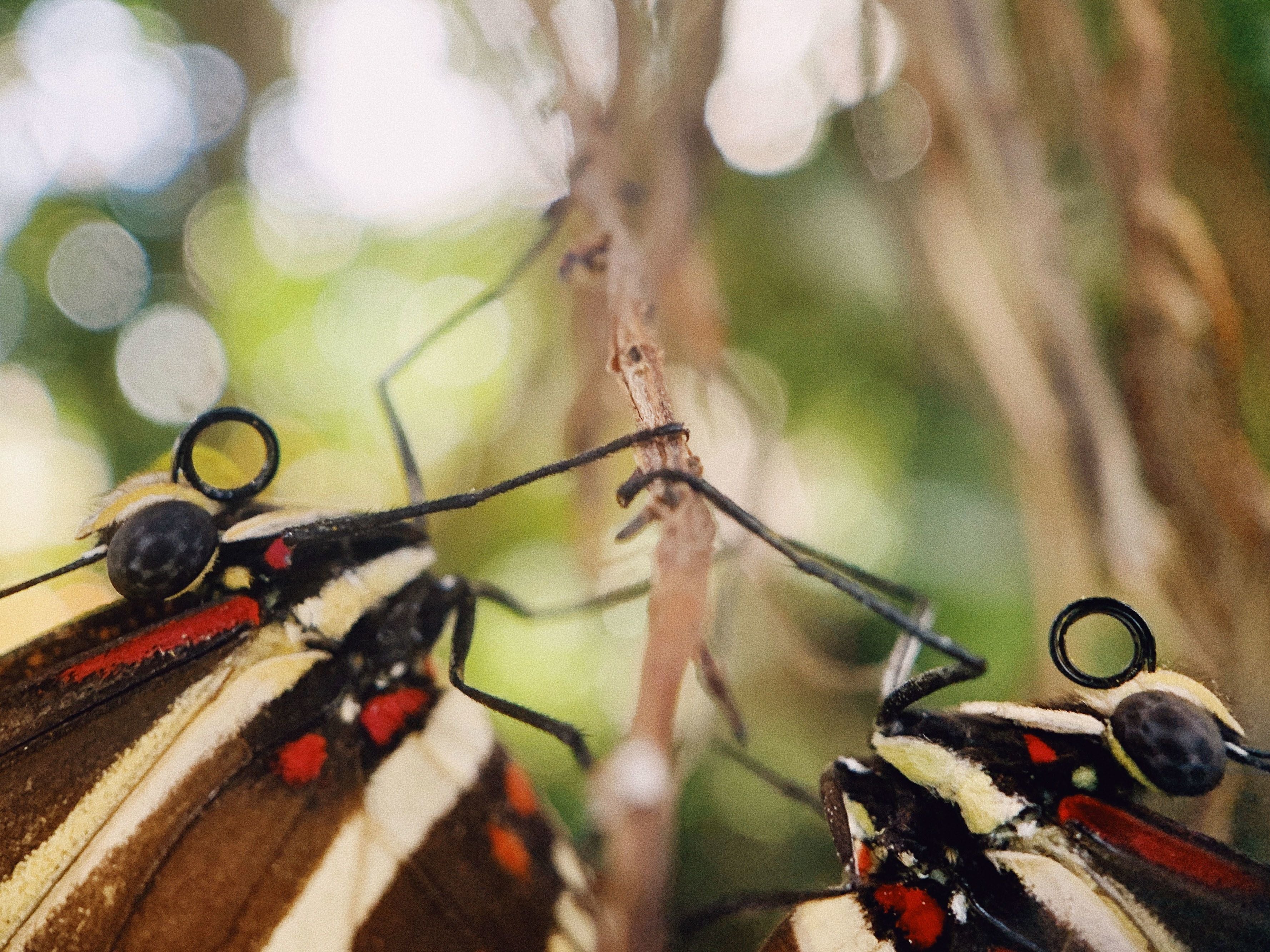 How To Capture Texture In Your Photography with the Moment Macro Lens