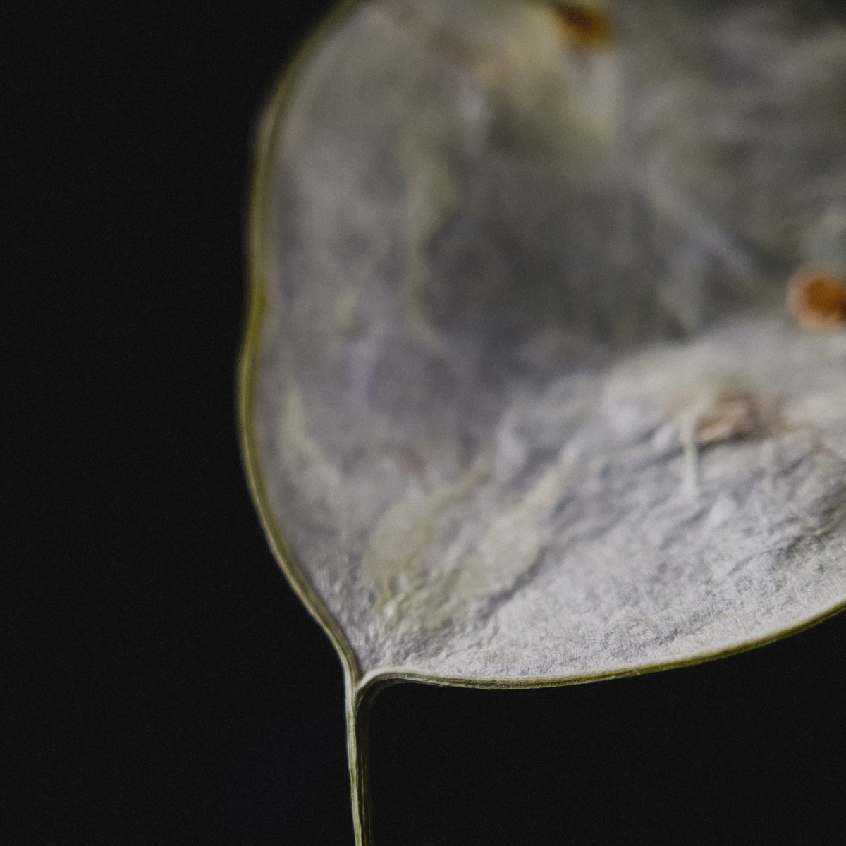 Macro 10x Mobile Lens | M-Series