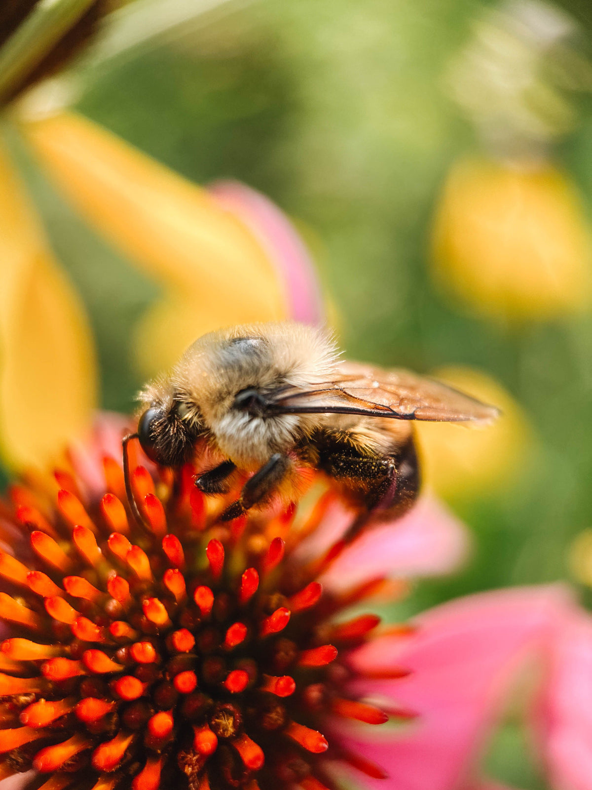 Moment Macro 10x Lens | Best Camera Tool for Plant Lovers & Gardeners