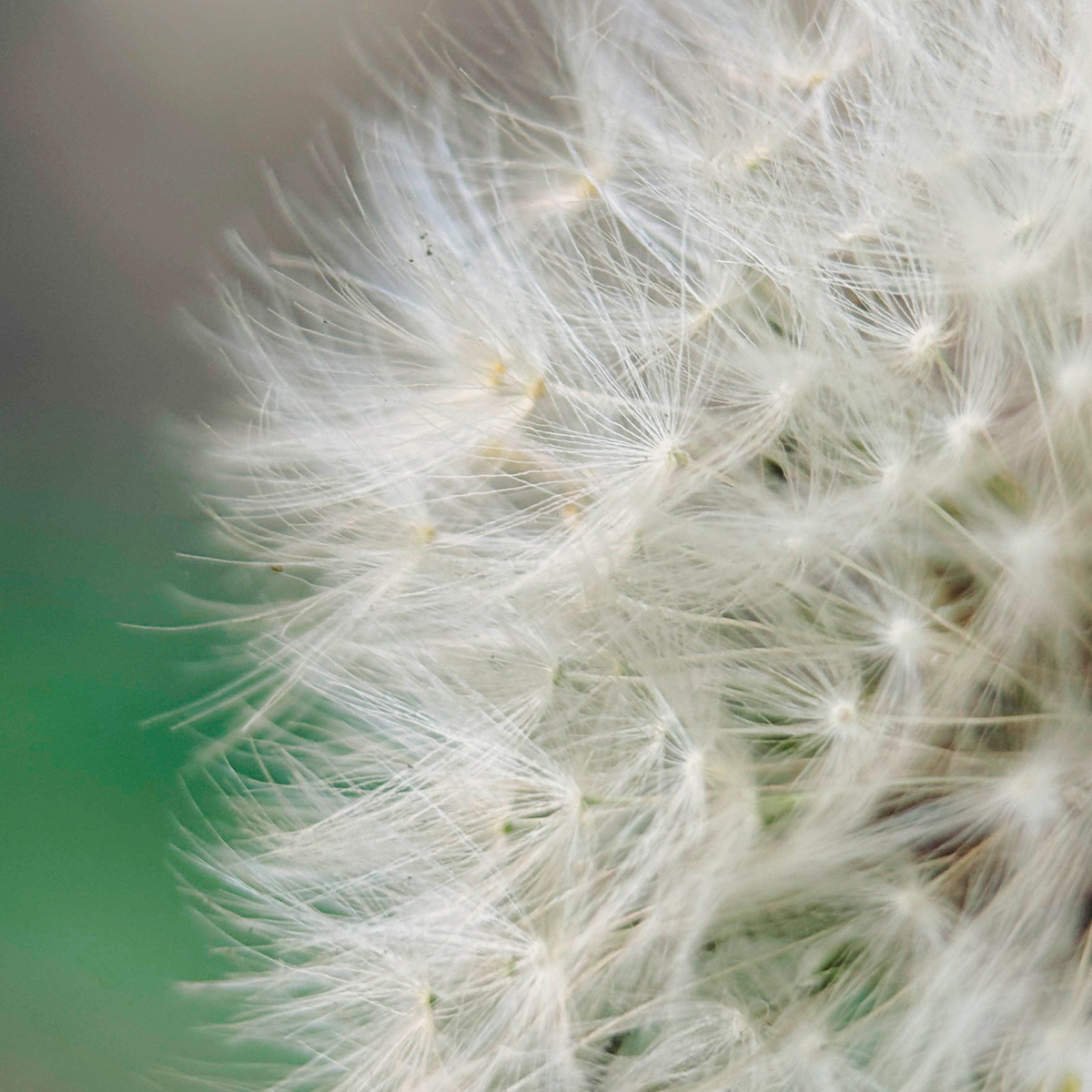 Macro 75mm II Mobile Lens (T-Series)