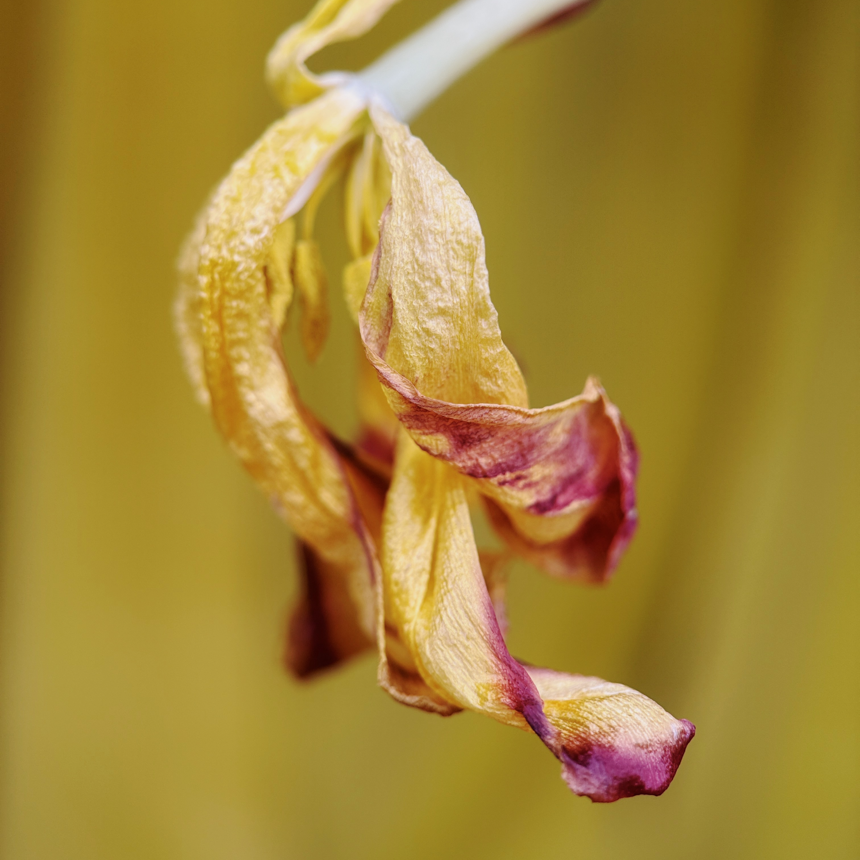 Macro 75mm II Mobile Lens (T-Series)