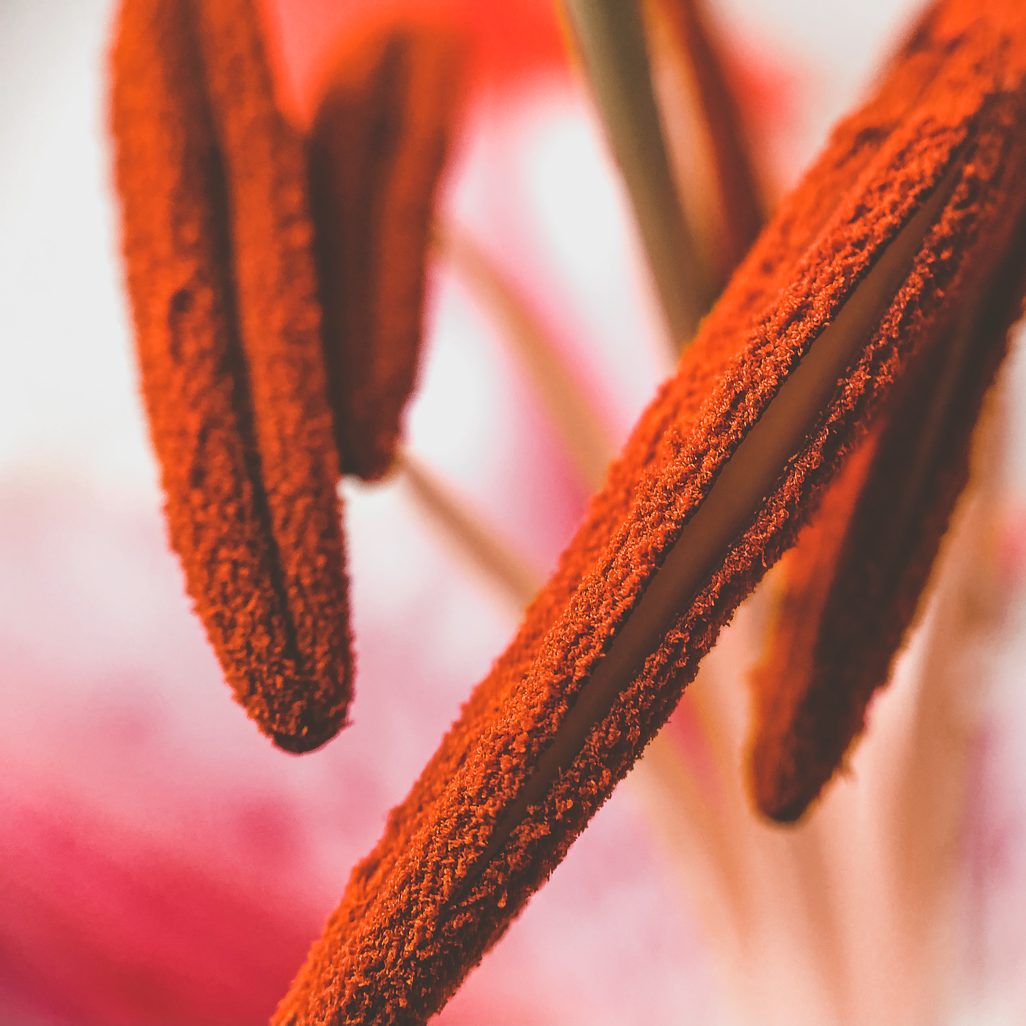 Macro 10x Mobile Lens | M-Series