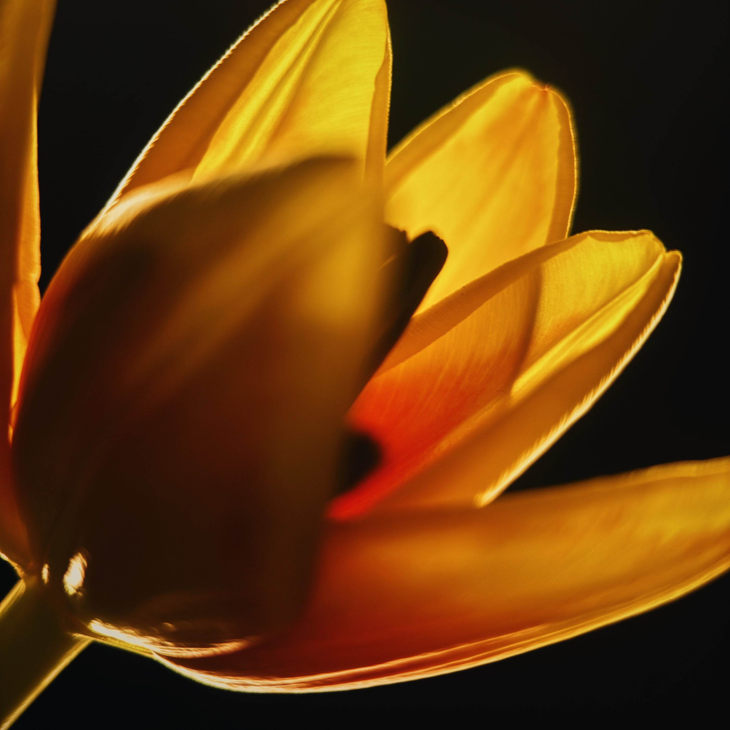 Macro 10x Mobile Lens II (T-Series)