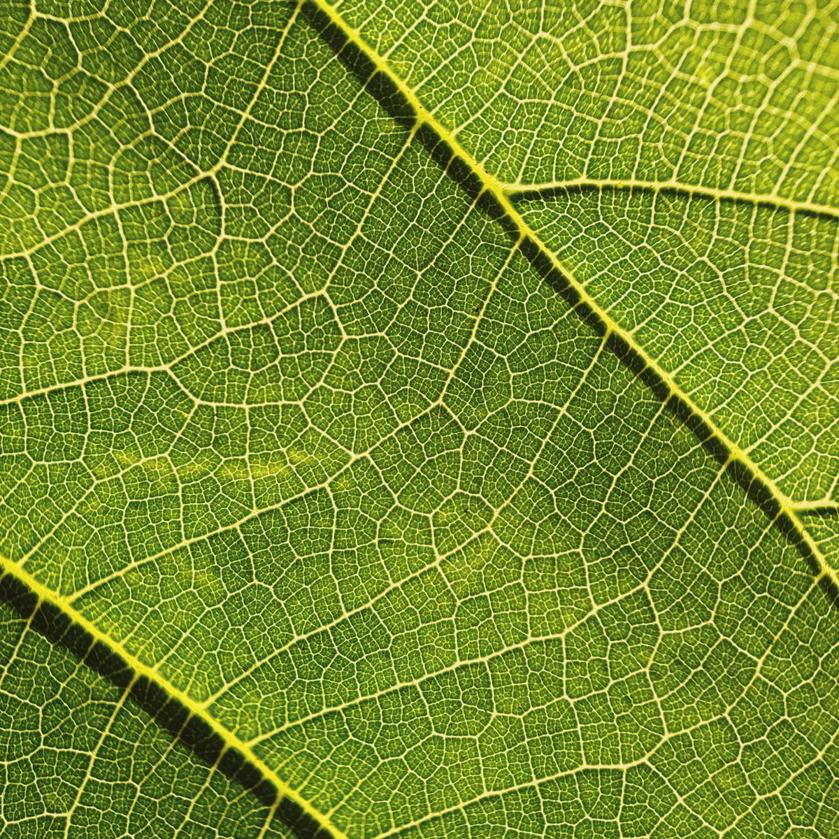 Macro 10x Mobile Lens II (T-Series)