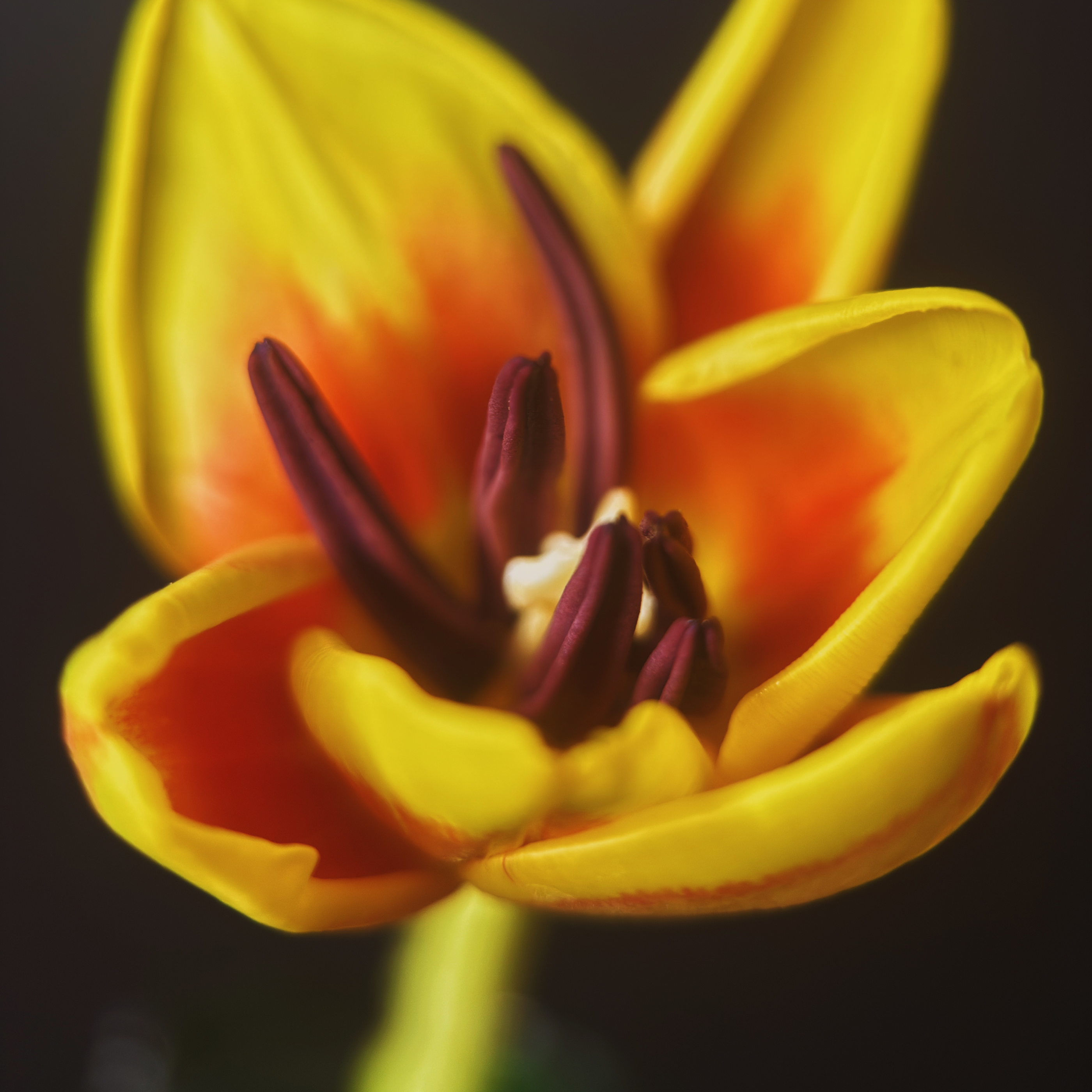Macro 75mm II Mobile Lens (T-Series)